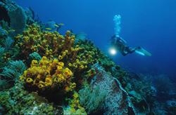 Tobago Dive Centre - Extra Divers, Crown Point